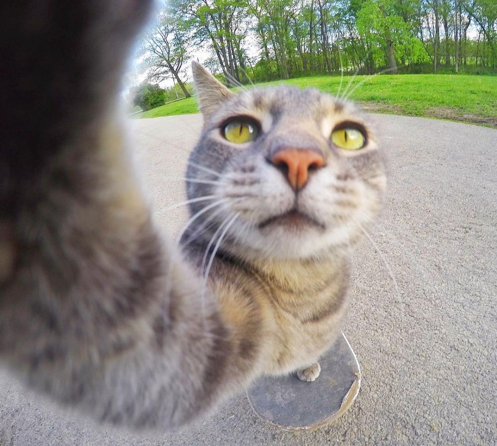 Gemess! Yuk Kenalan Sama Manny The Cat, Kucing yang Jago Selfie