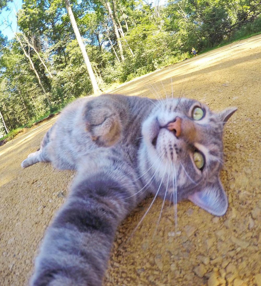 Gemess! Yuk Kenalan Sama Manny The Cat, Kucing yang Jago Selfie