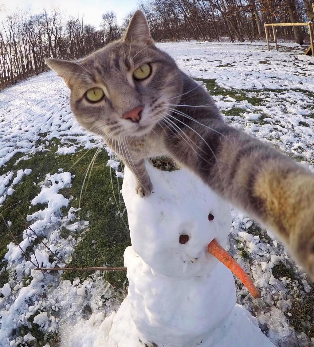 Gemess! Yuk Kenalan Sama Manny The Cat, Kucing yang Jago Selfie