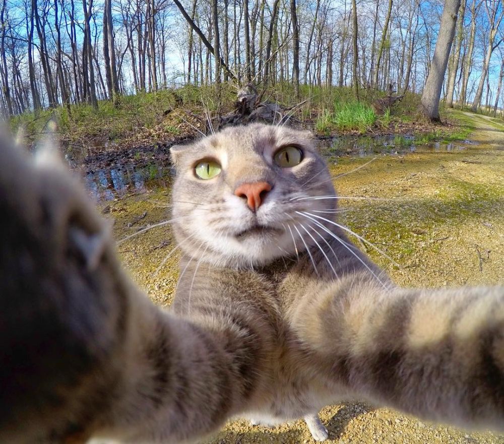 Gemess! Yuk Kenalan Sama Manny The Cat, Kucing yang Jago Selfie