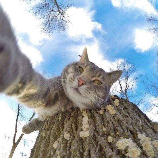 Gemess! Yuk Kenalan Sama Manny The Cat, Kucing yang Jago Selfie