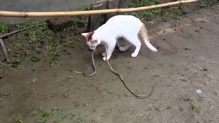 Bukan Cuma Panji, Para Kucing Ini Juga Siap Lawan Ular