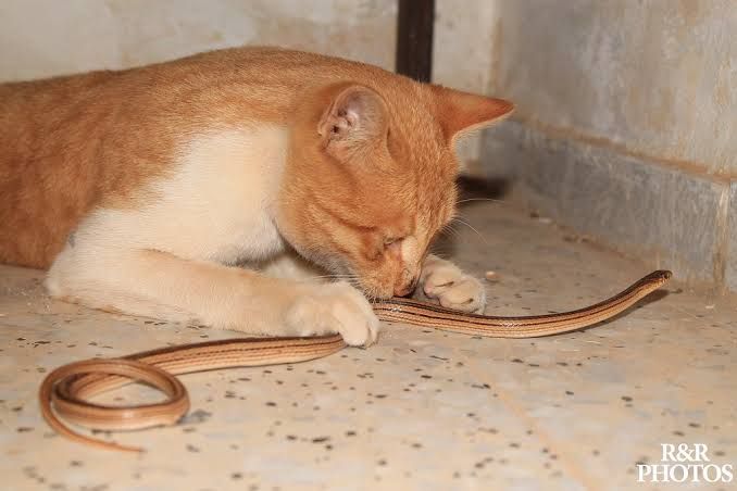 Bukan Cuma Panji, Para Kucing Ini Juga Siap Lawan Ular