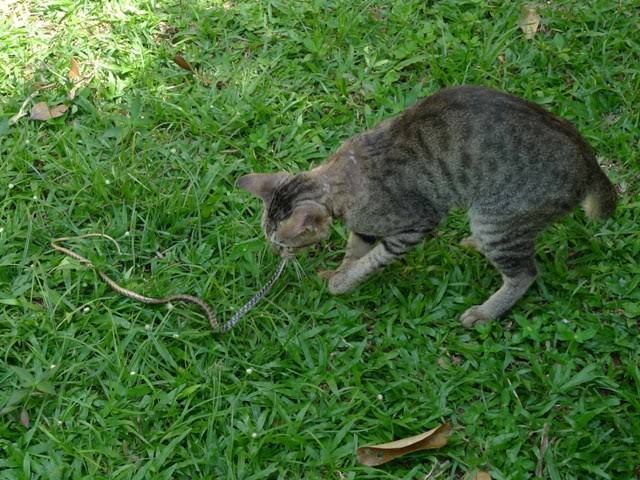 Bukan Cuma Panji, Para Kucing Ini Juga Siap Lawan Ular