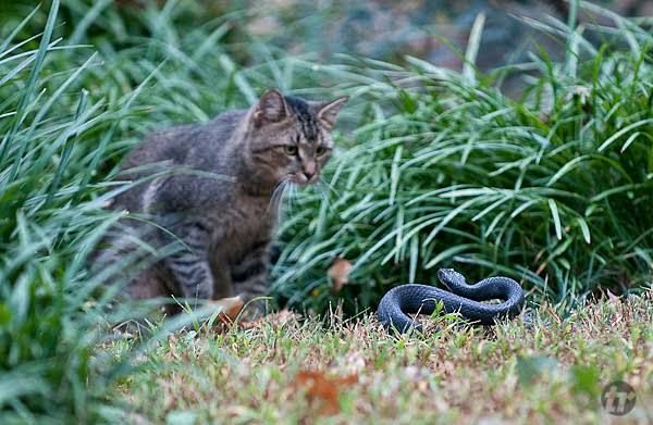 Bukan Cuma Panji, Para Kucing Ini Juga Siap Lawan Ular