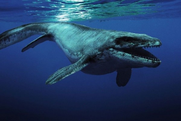 Fakta Hewan Raksasa Megalodon vs Mosasaurus