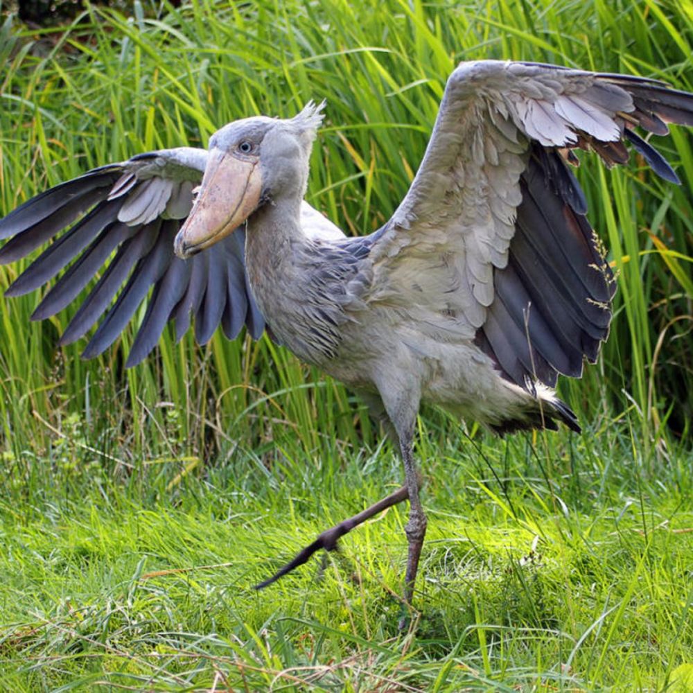6 Fakta Burung Shoebill, Titisan Hewan Purba yang Super Unik