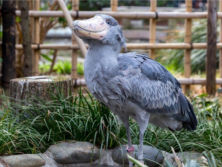 6 Fakta Burung Shoebill, Titisan Hewan Purba yang Super Unik