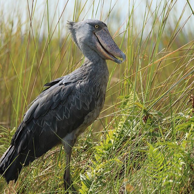 6 Fakta Burung Shoebill, Titisan Hewan Purba yang Super Unik