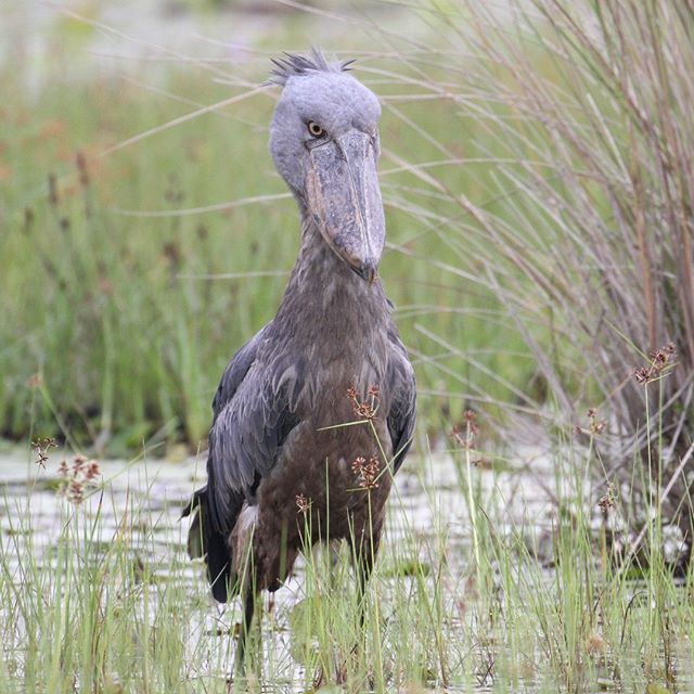 6 Fakta Burung Shoebill, Titisan Hewan Purba yang Super Unik