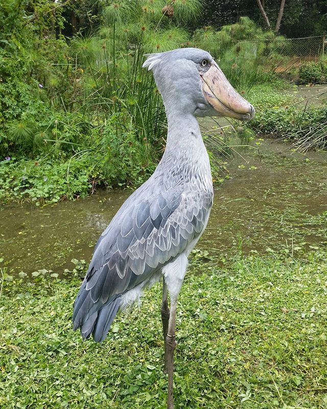 6 Fakta Burung Shoebill, Titisan Hewan Purba yang Super Unik