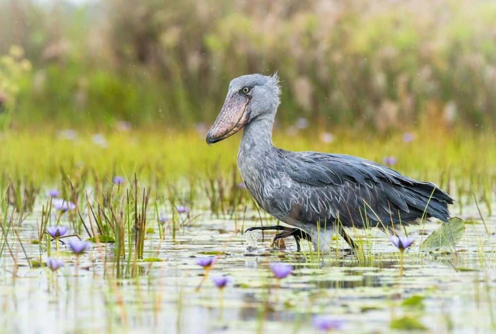 6 Fakta Burung Shoebill, Titisan Hewan Purba yang Super Unik