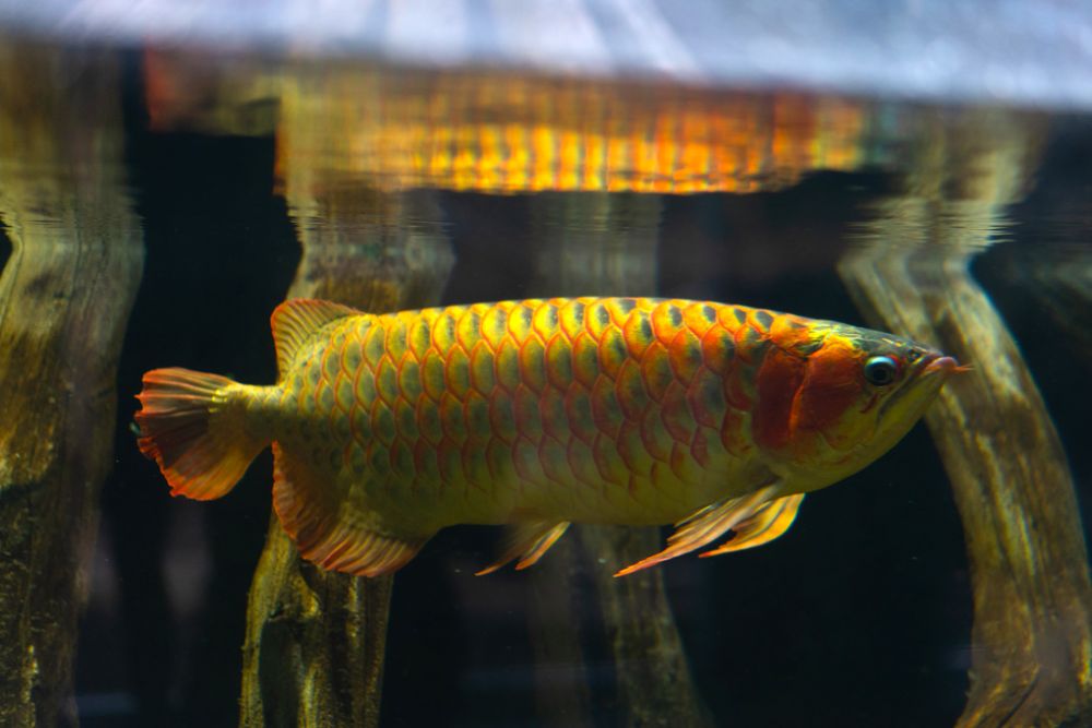 Perlu Diketahui: Benarkah Ikan Arwana Bisa Mendatangkan Keberuntungan?
