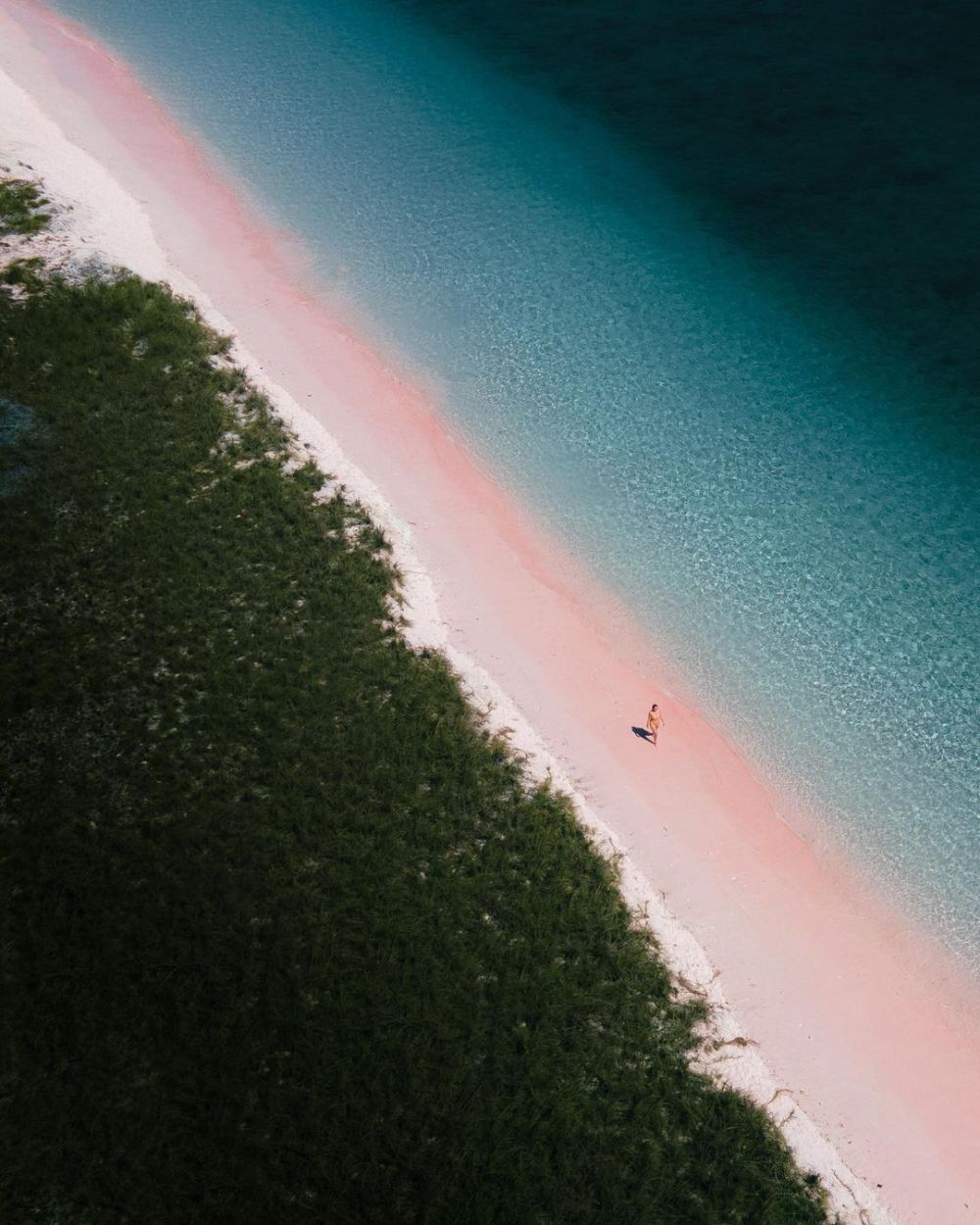  10 Pesona Pink Beach Pulau Komodo, Secuil Surga Bahari di Labuan Bajo!