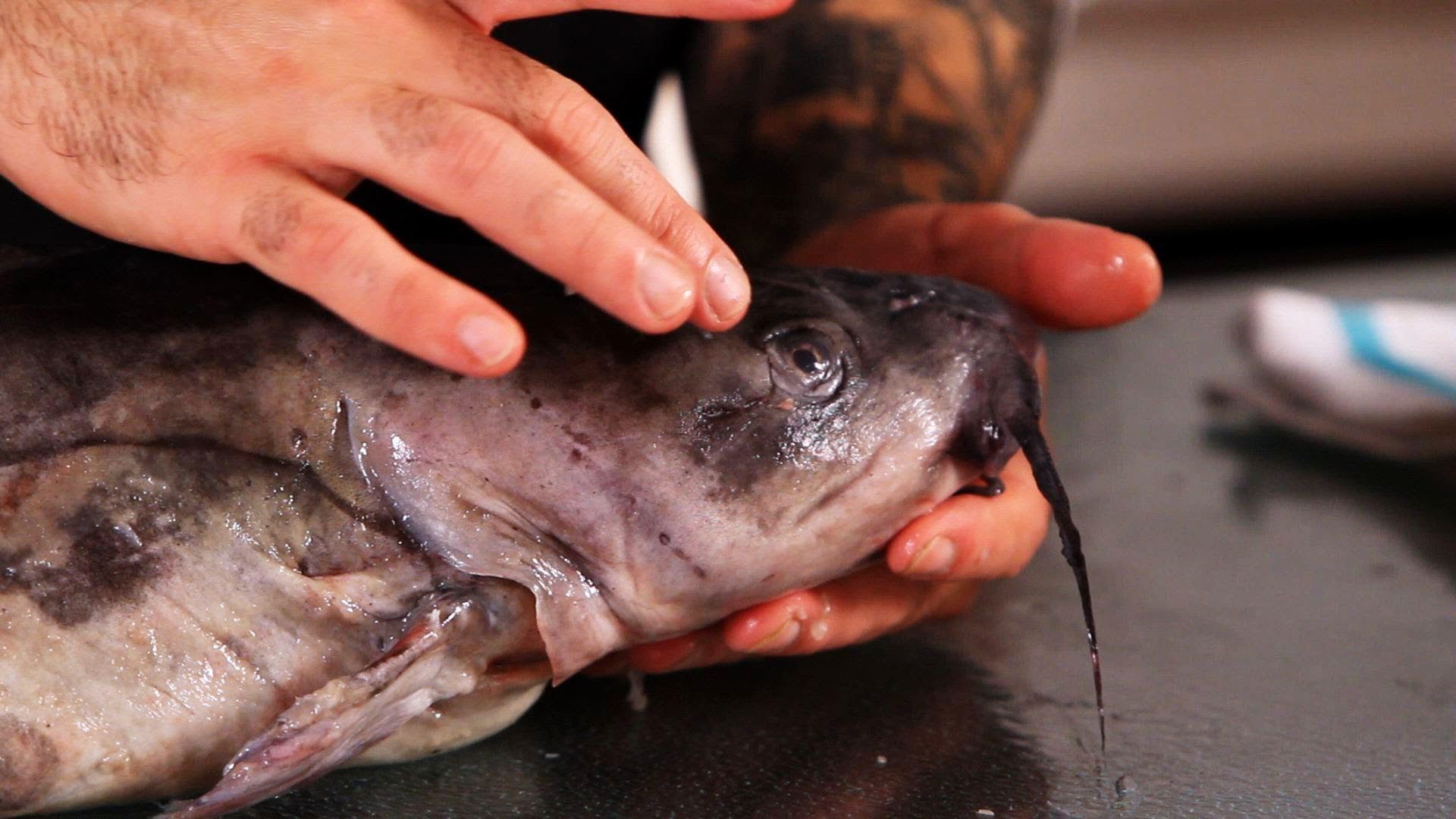 Sudah Tau ? Ini Loh Karakteristik Daging Ikan Salmon