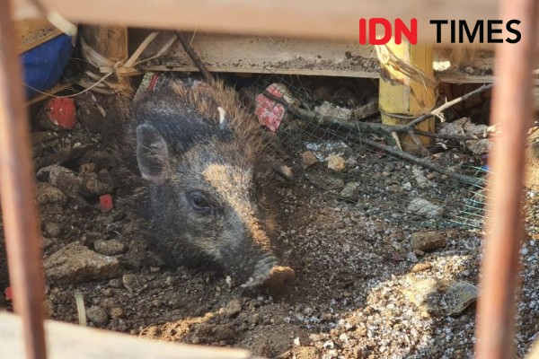 Babi Ngepet di Depok Cuma Rekayasa, Ustaz Adam Ibrahim Ditangkap!