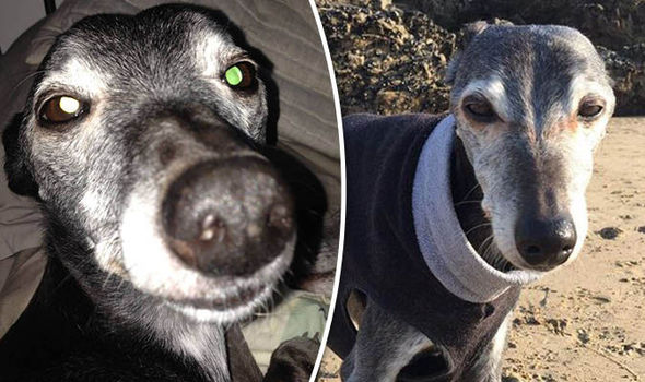 Hundreds Joined Walnut The Dog For His Heartbreaking Last Walk On The Beach