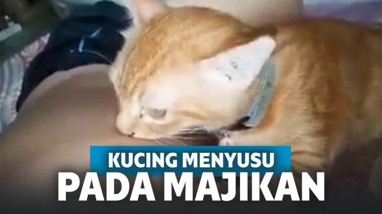 PINTAR! Bukannya Menyusu Pada Induknya Kucing Ini Malah Menyusu Pada Majikannya