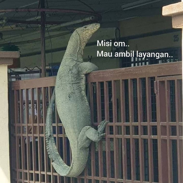 Ada-ada saja Netizen, Kali ini Biawak jadi korban Editan Meme Kocak
