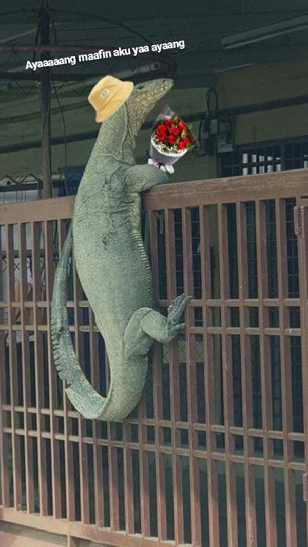Ada-ada saja Netizen, Kali ini Biawak jadi korban Editan Meme Kocak