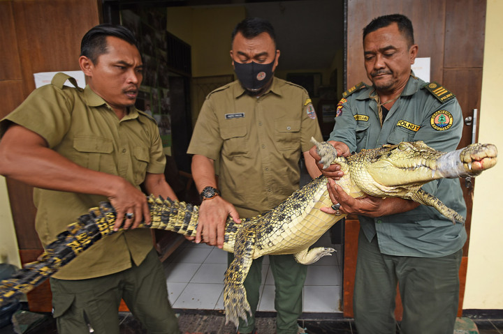 Hanya Di Indonesia, Buaya Dipancing Keluar Dari Sungai Buat Dijadiin Tontonan