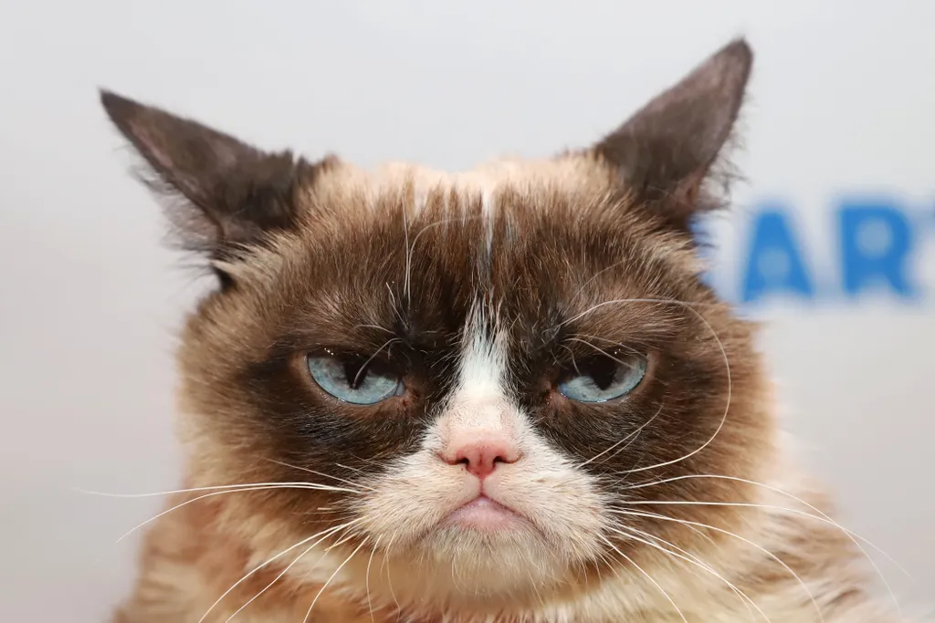 3 Alasan Netijen Suka Banget Sama Kucing