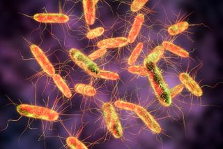 Saat Wabah Salmonella Meluas ke 43 Negara Bagian AS.