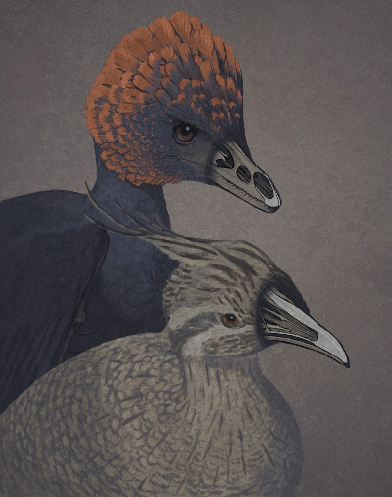 Peneliti Bikin Ayam Berwujud Dinosaurus, Chickenosaurus!