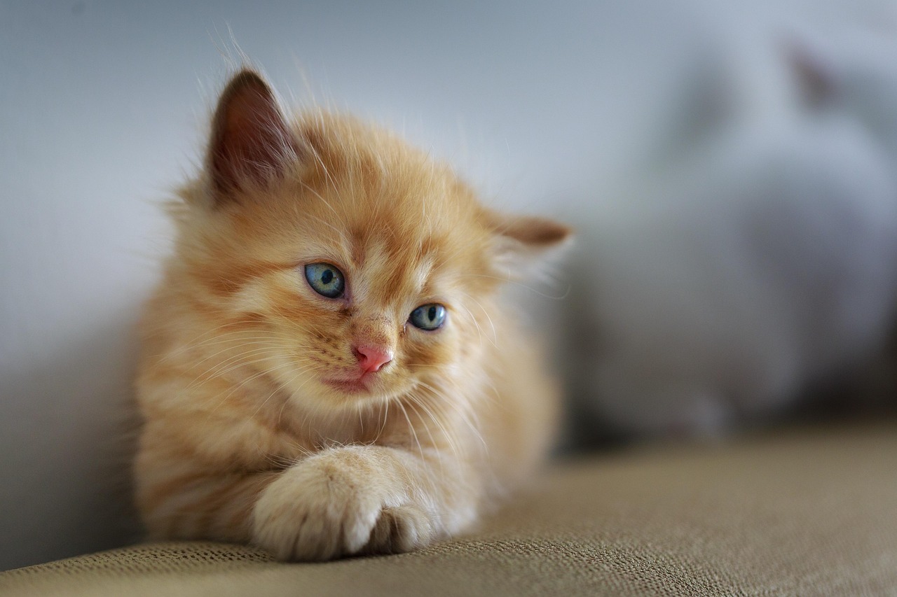 Ternyata Ini Alasan Mengapa Si Kucing Manis Sering Mengeong