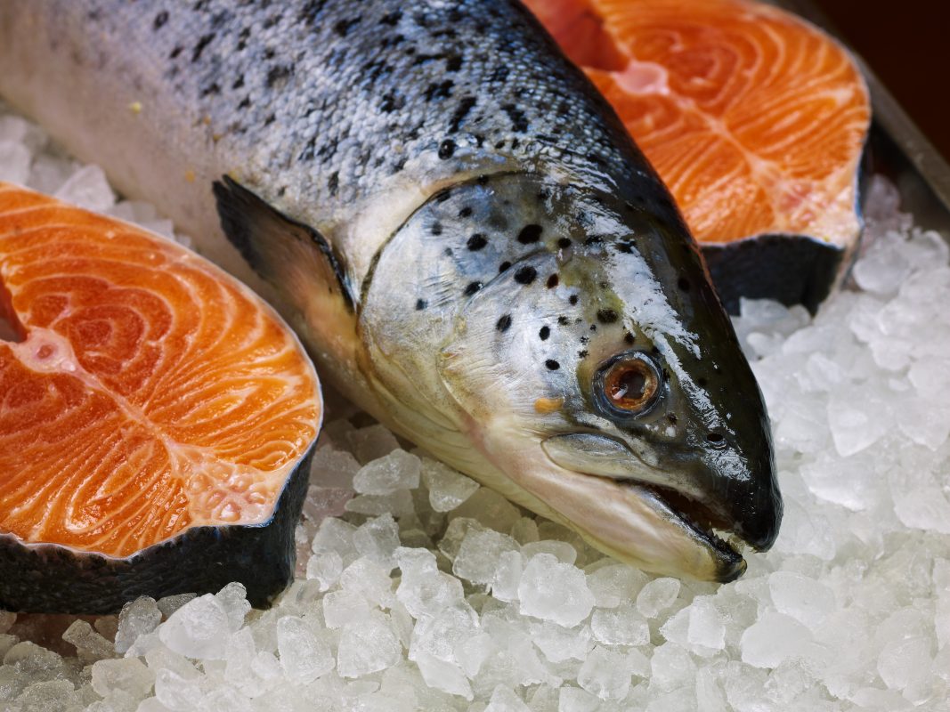 Sudah Tau ? Ini Loh Karakteristik Daging Ikan Salmon