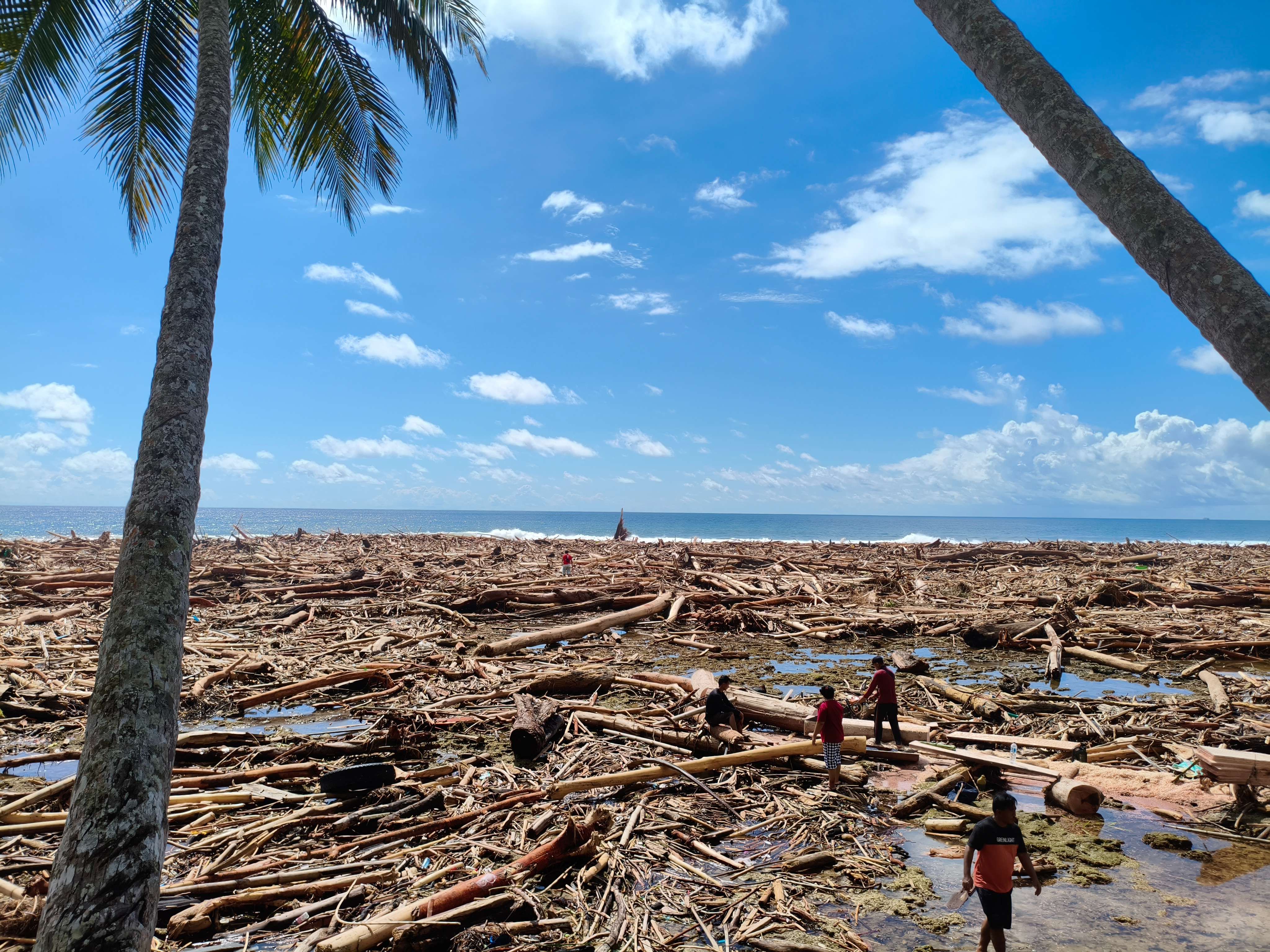  Kayu Gelondongan Penuhi Pantai di Nias Usai Banjir, Dari Mana Semua Kayu Berasal