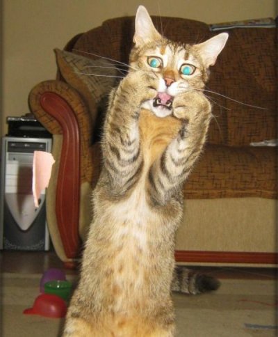 Ekspresi kucing yang mengagumkan