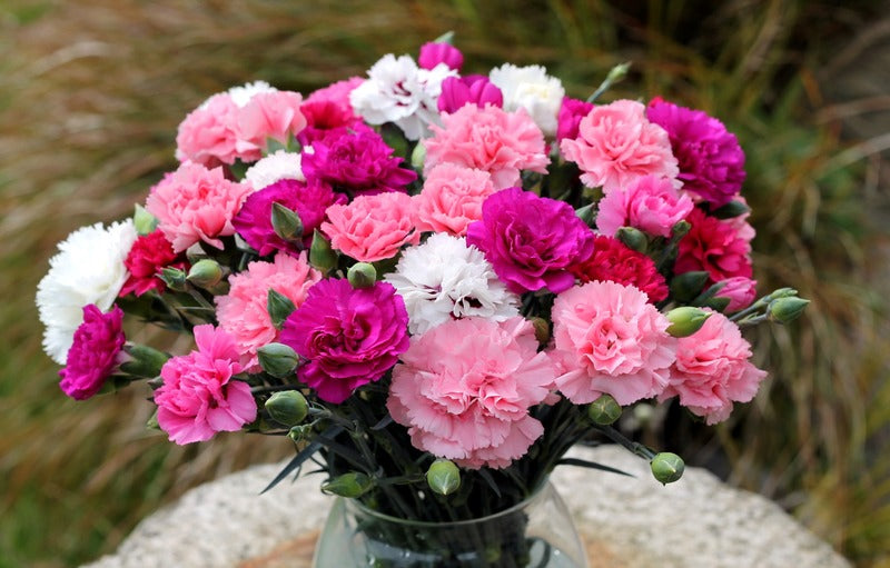 Hari Valentine, Ini 7 Bunga Yang Wajib Kamu Beri ke Pasangan