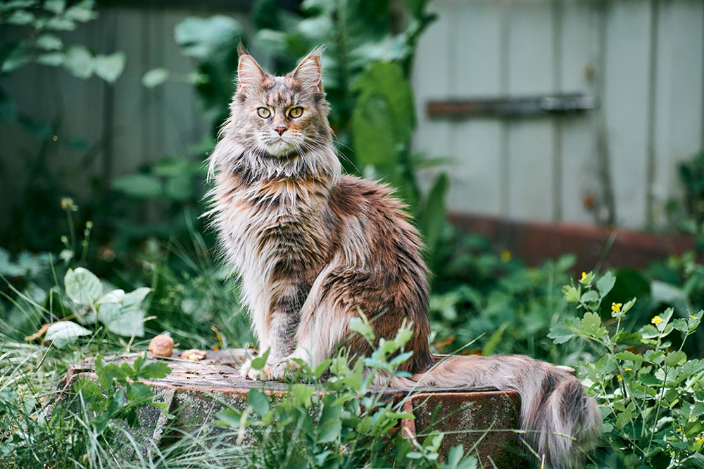 Kucing-Kucing Tercantik Di Dunia