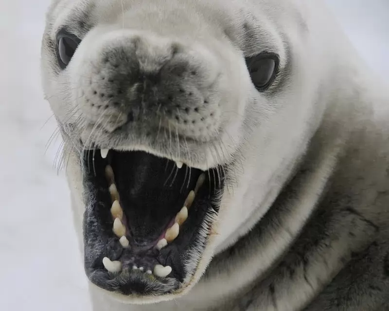 Hewan hewan menakjubkan yang mampu bertahan hidup di Antartika