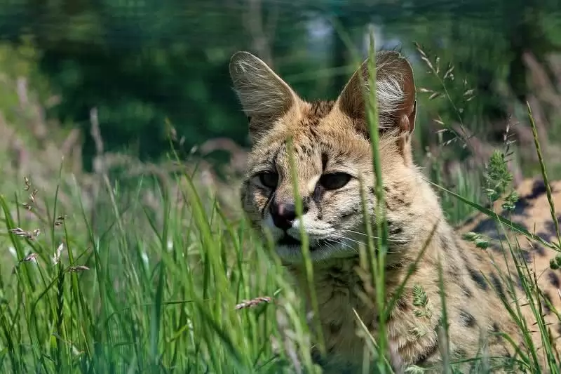 10 spesies Kucing Liar di berbagai dunia