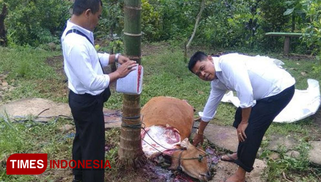 Astaga, Pencuri Hanya Menyisakan Tubuh Sapi tanpa Kaki(malangnya nasib sapi ini )