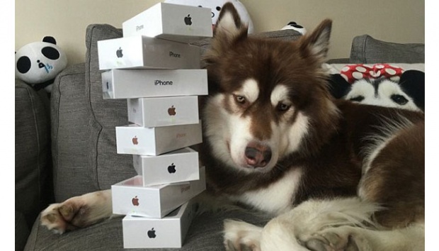 Anak Pengusaha Terkaya Cina Hadiahkan Anjingnya 8 iPhone 7