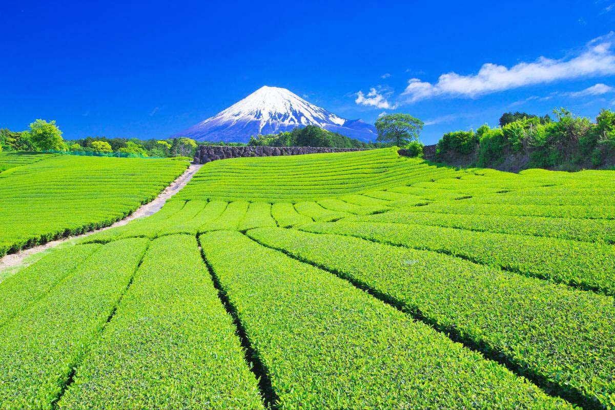 Rekomendasi Wisata Kebun Teh yang Menyegarkan Mata