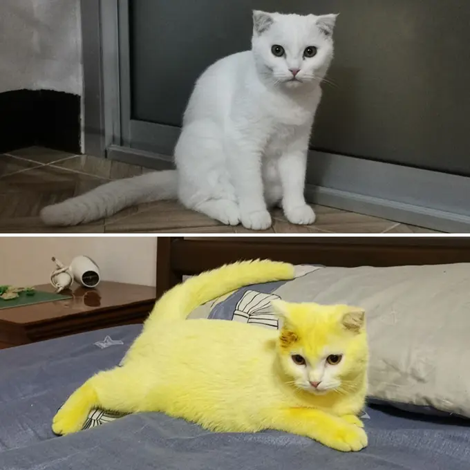 Alami Jamur, Seekor Kucing Justru Berubah Warna Jadi Kuning Setelah Diobati