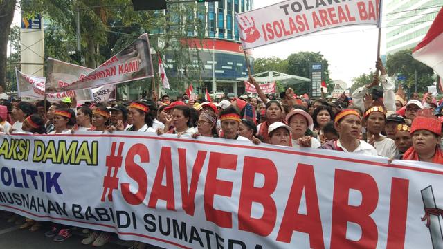 Singgungan antara Pencegahan Hog Cholera Babi dan Pelestarian Budaya Batak