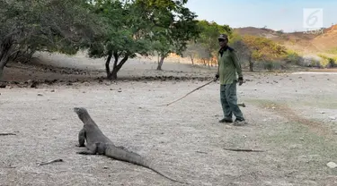 Pengembangan Wisata Eksklusif Pulau Komodo Melibatkan Investor Asing