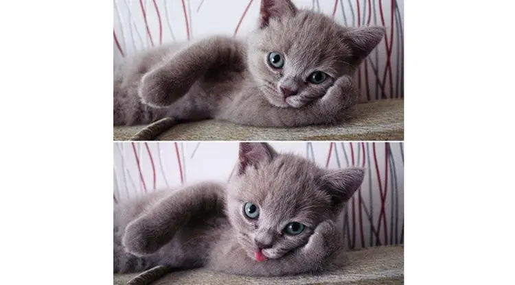 Duh Imut dan Lucunya Gaya Pose Para Hewan Ini, Mengalahkan Narsisnya Selfie Milenial!