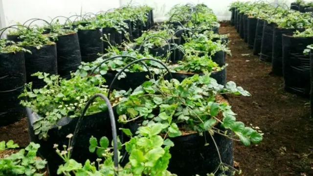 Menjadi Raksasa Purba Dieng di Atas Ranjang dengan Purwoceng