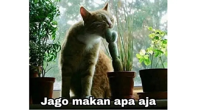 6 Meme Kucing Oranye yang Bar-Bar Ini Kocaknya Bikin Ngakak