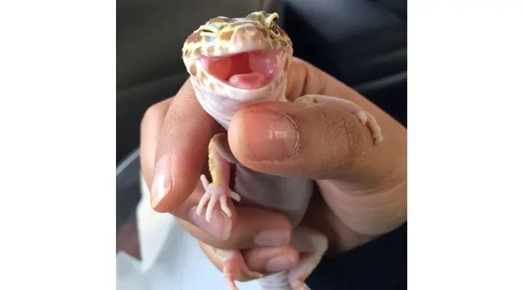 Duh Imut dan Lucunya Gaya Pose Para Hewan Ini, Mengalahkan Narsisnya Selfie Milenial!