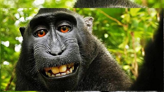 4 Nama Hewan yang Sering Dijadikan Hujatan