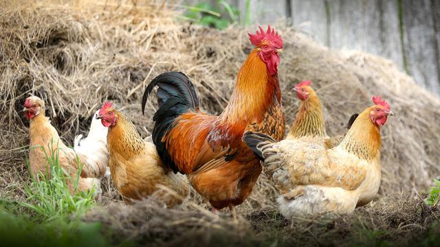 Fakta Unik Tentang Ayam, Yuk Ketahui Sebelum Berbisnis