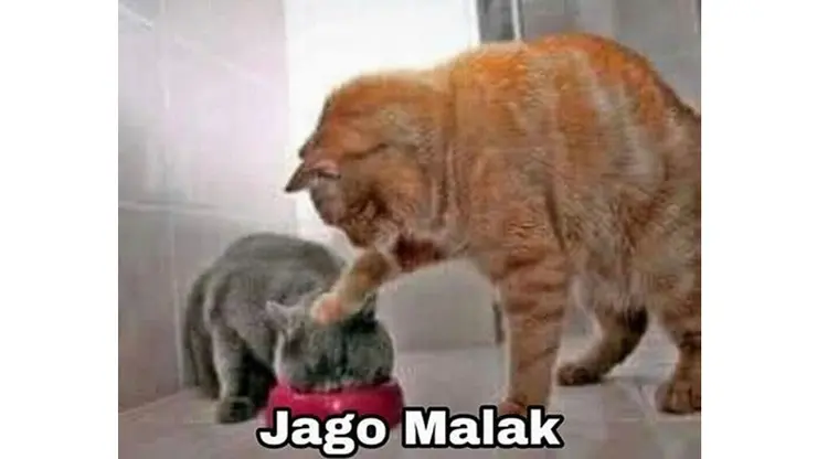 Wallpaper kocak bikin ngakak
