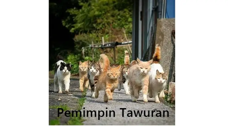 6 Meme Kucing Oranye yang Bar-Bar Ini Kocaknya Bikin Ngakak